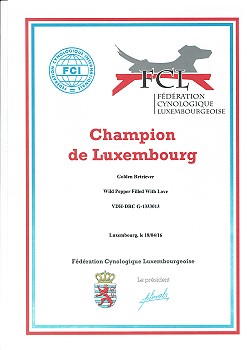 Luxemburger Champion JinJin 